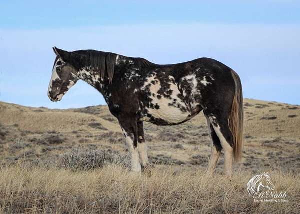 black-overo-cross-draft-horse