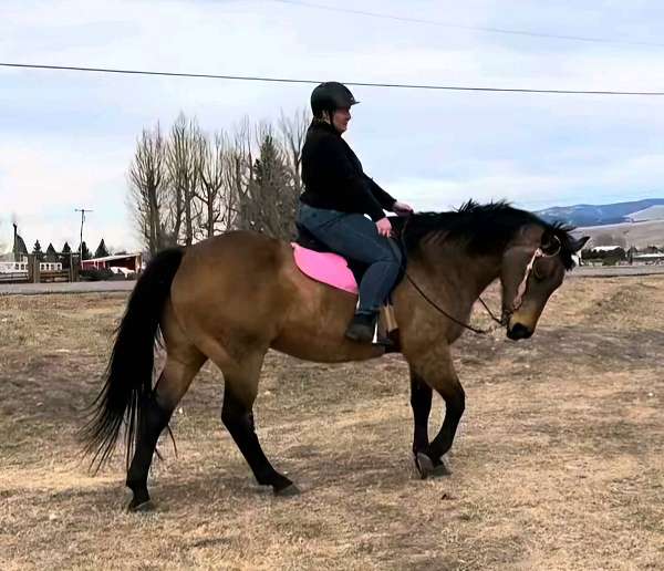 beginner-quarter-horse