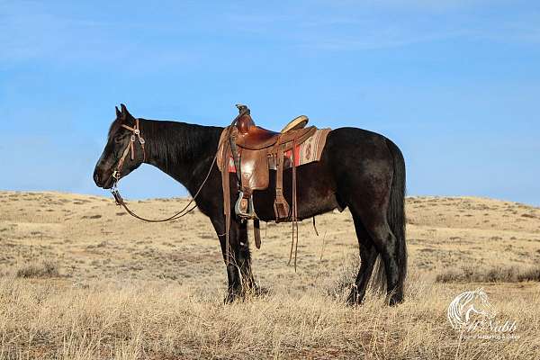 all-around-quarter-pony