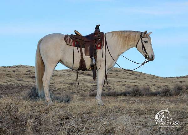 all-around-andalusian-horse