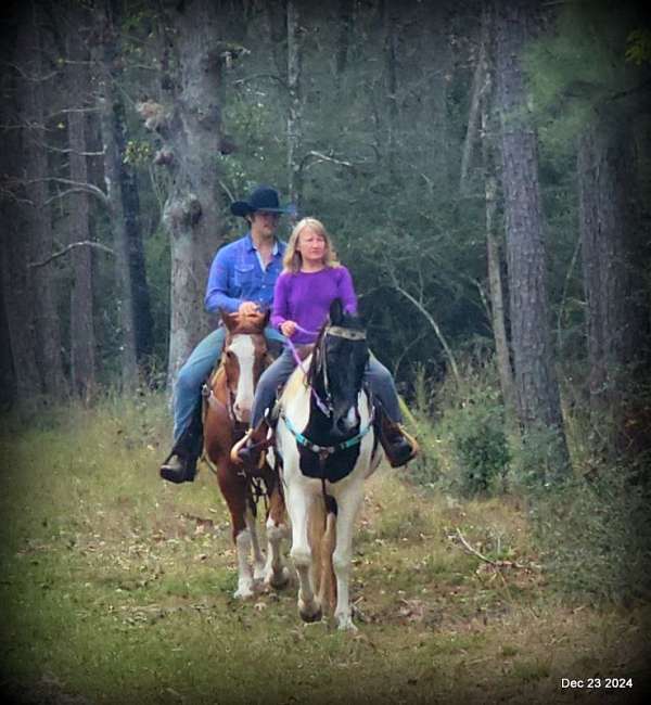 family-spotted-saddle-horse