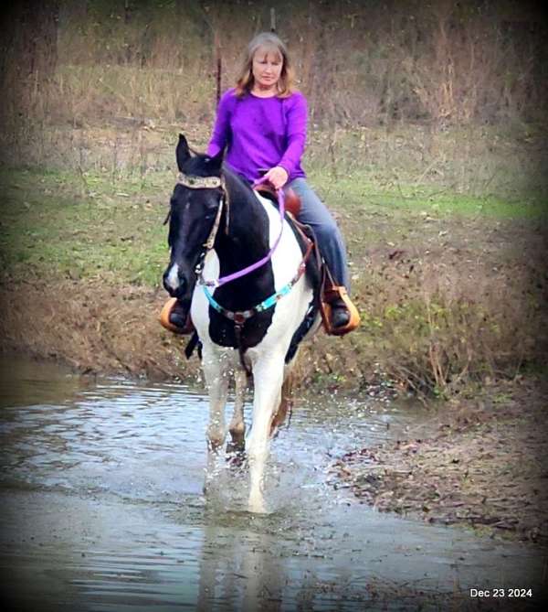 broke-spotted-saddle-horse