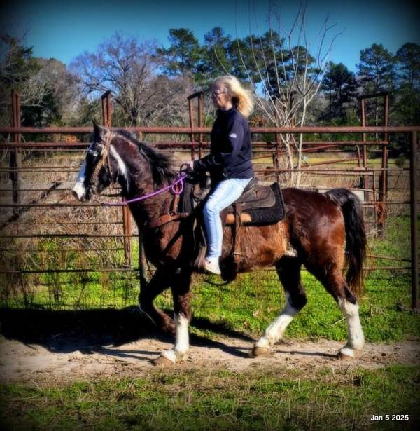 kids-missouri-fox-trotter-horse