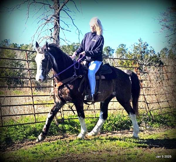 family-missouri-fox-trotter-horse