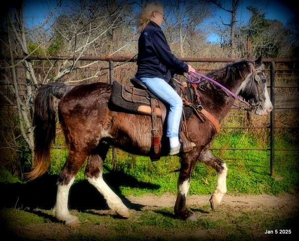 broke-missouri-fox-trotter-horse