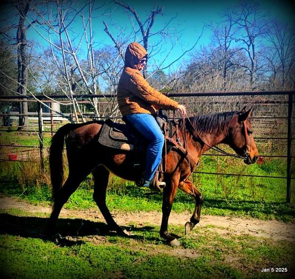 family-quarter-horse