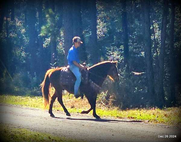 family-quarter-horse