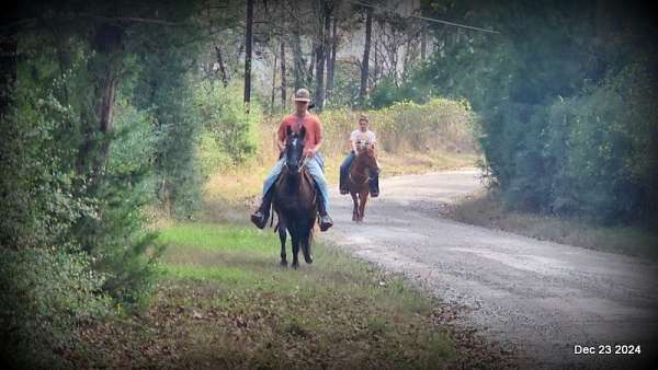 kids-paso-fino-horse