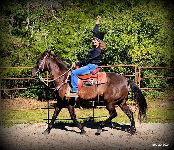 family-paso-fino-horse