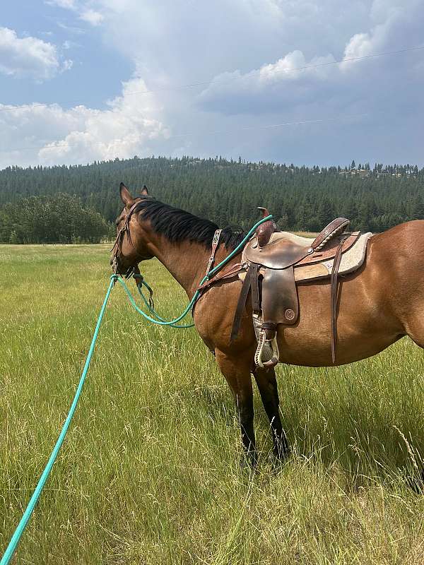 jumping-sport-horse