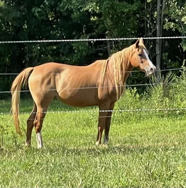 moon-arabian-horse