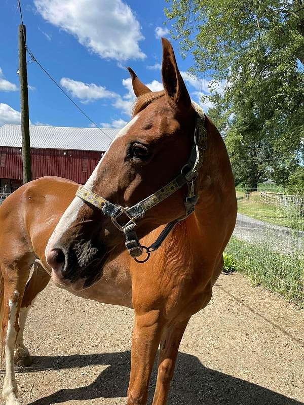 motivated-seller-tennessee-walking-horse