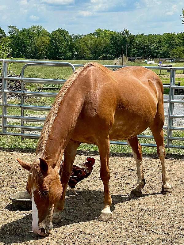 teens-tennessee-walking-horse