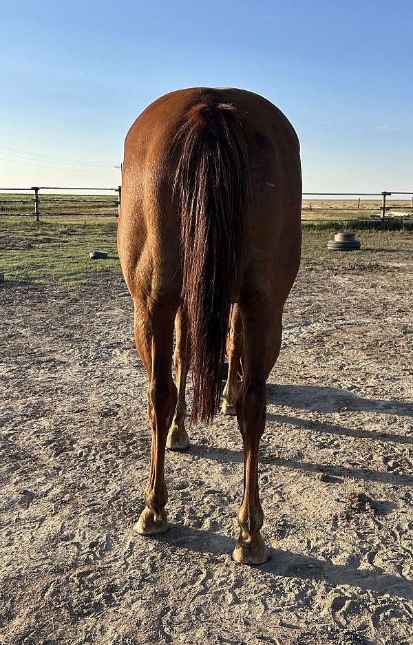 one-time-pepto-quarter-horse