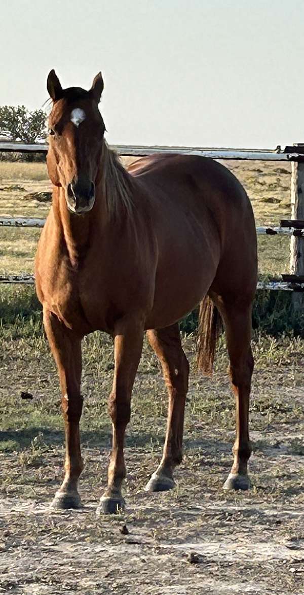 paddys-irish-whiskey-quarter-horse