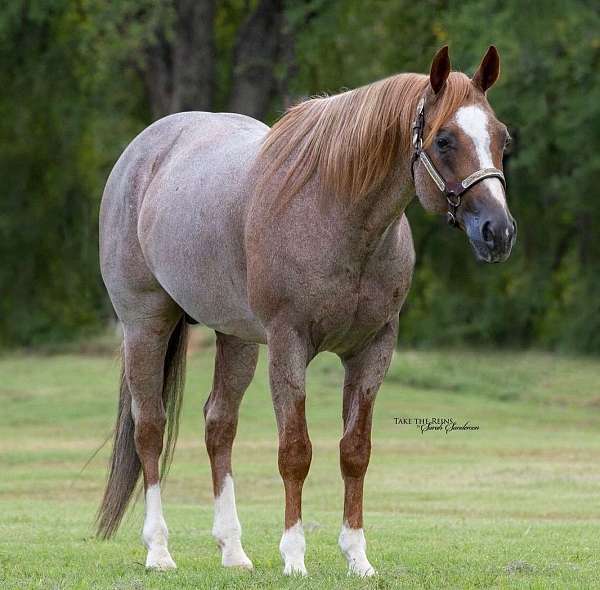 aqha-broodmare-mare