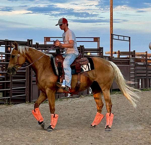 aqha-quarter-horse