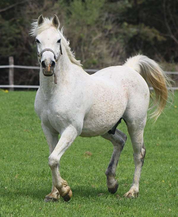 arabian-gelding