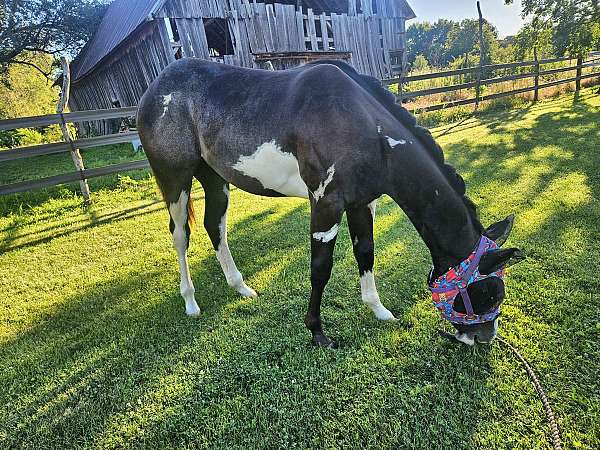 black-see-pics-horse