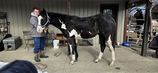 blue-max-gelding