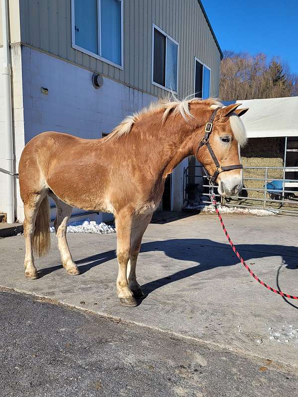 15-hand-haflinger-gelding