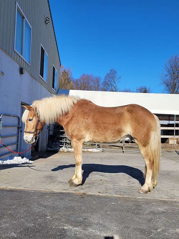 15-hand-haflinger-horse