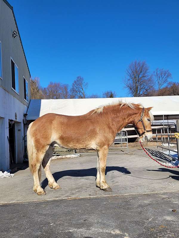 15-hand-gelding