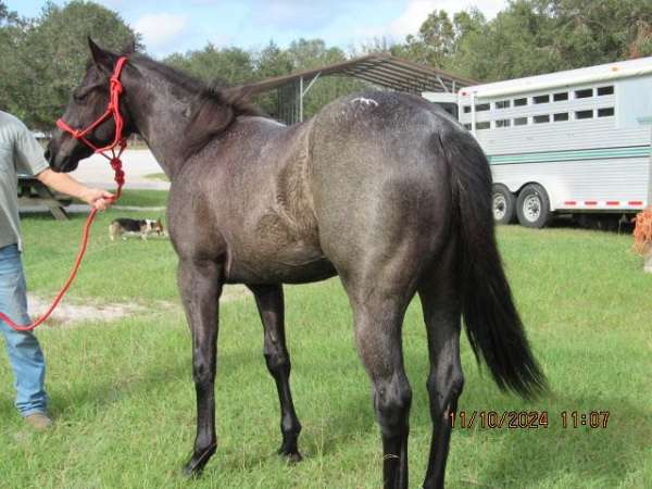 ranch-work-quarter-horse