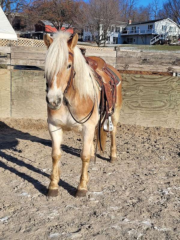 15-hand-haflinger-mare