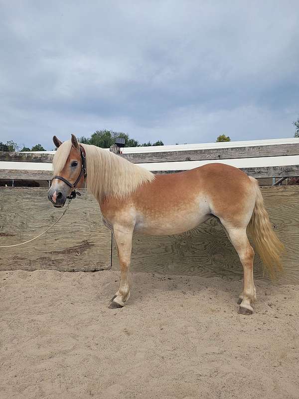 15-hand-haflinger-horse