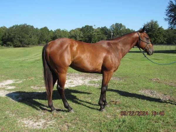 all-around-barrel-racing-quarter-horse