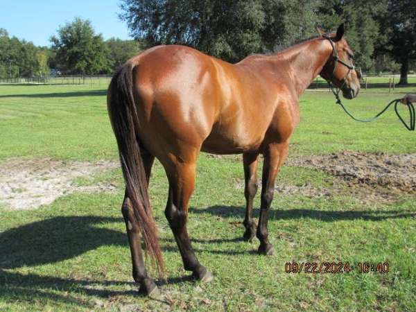 bay-quarter-horse-gelding