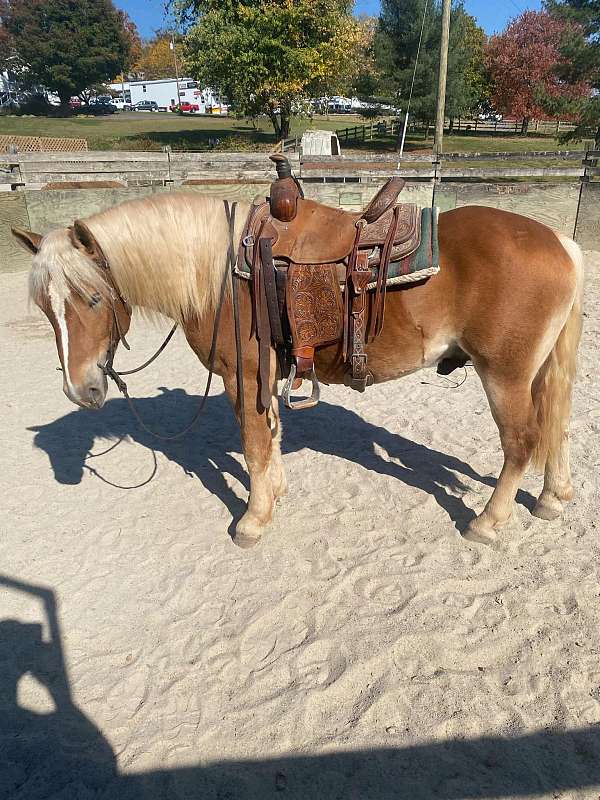 chestnut-gelding-for-sale