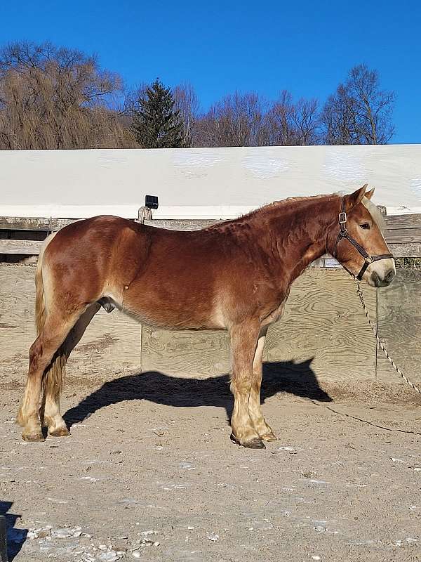 project-trail-haflinger-horse