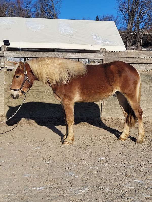 chestnut-haflinger-gelding