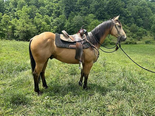 quarter-horse-gelding