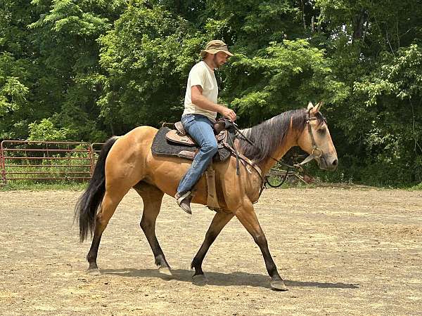 good-around-dogs-horse