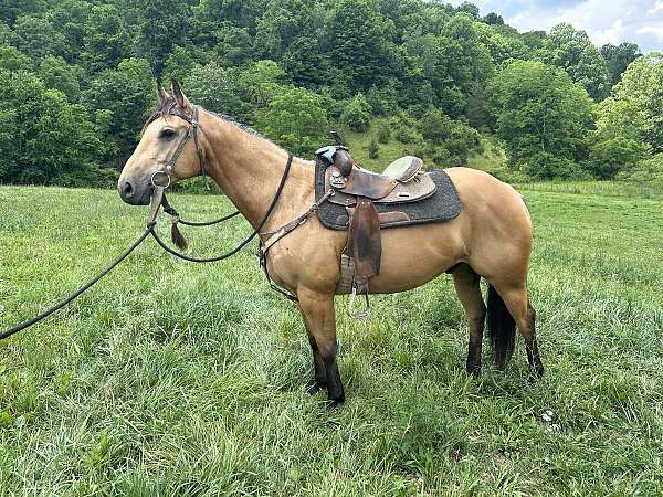 good-around-dogs-gelding