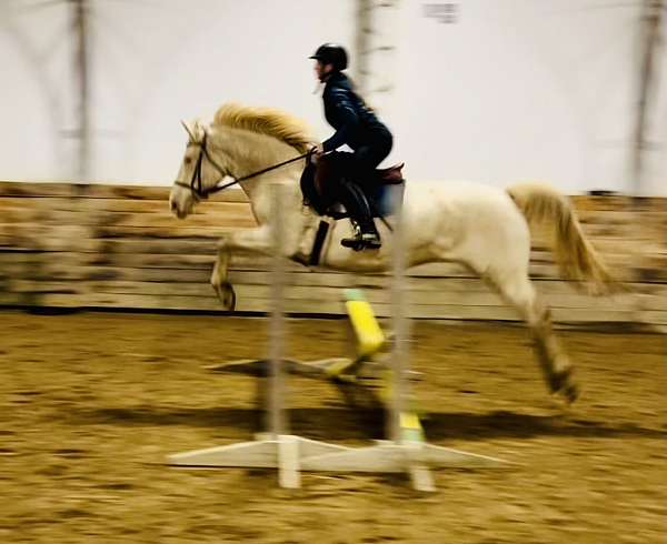 cremello-show-pony