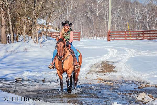 athletic-quarter-horse