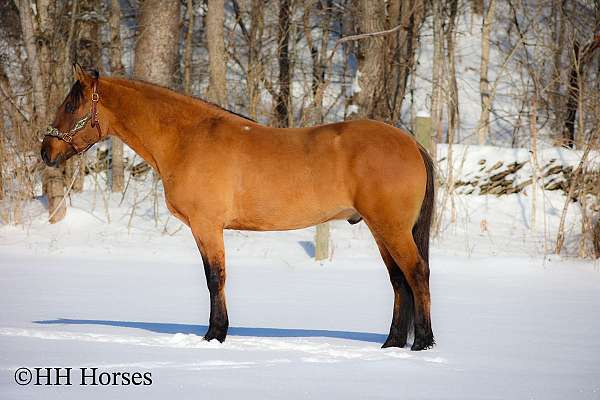 dressage-quarter-horse