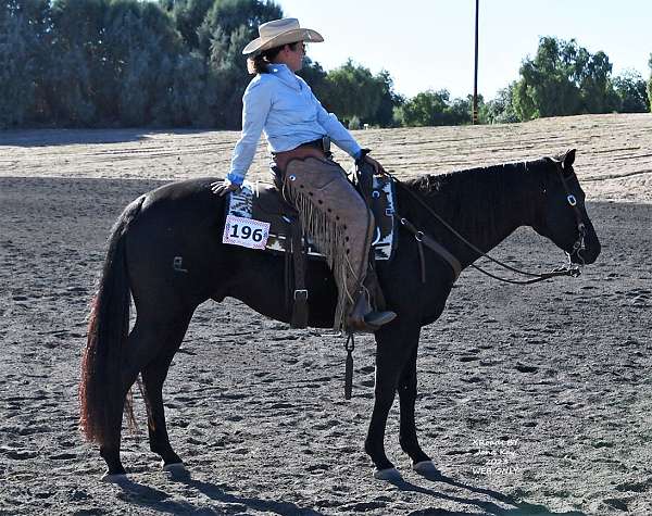 ranch-gelding