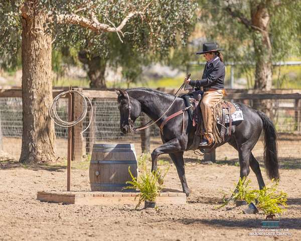 reining-gelding