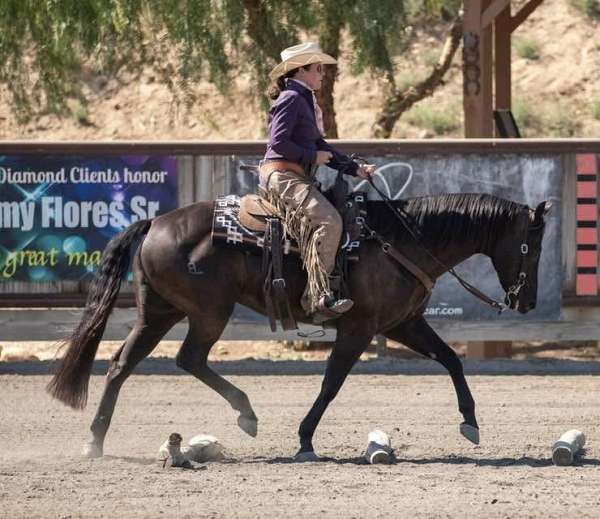 quarter-horse-gelding