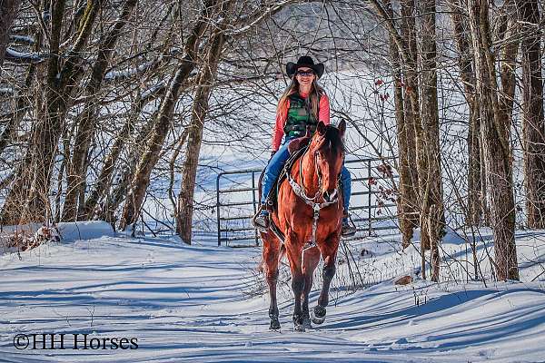 athletic-quarter-horse