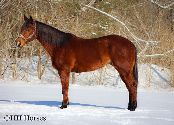 calf-roping-quarter-horse