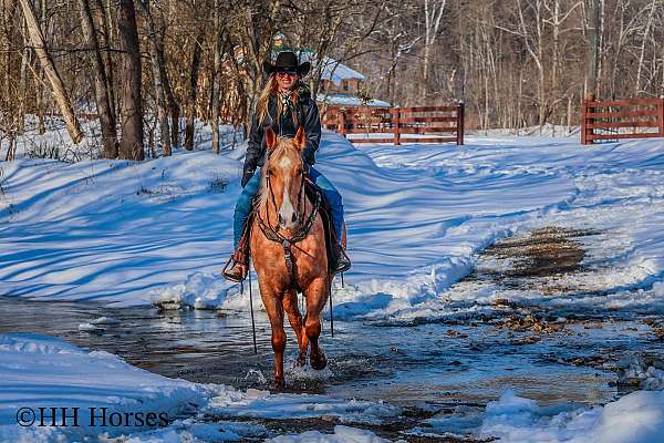 athletic-quarter-horse