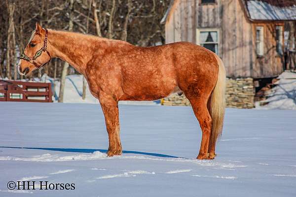 drill-team-quarter-horse