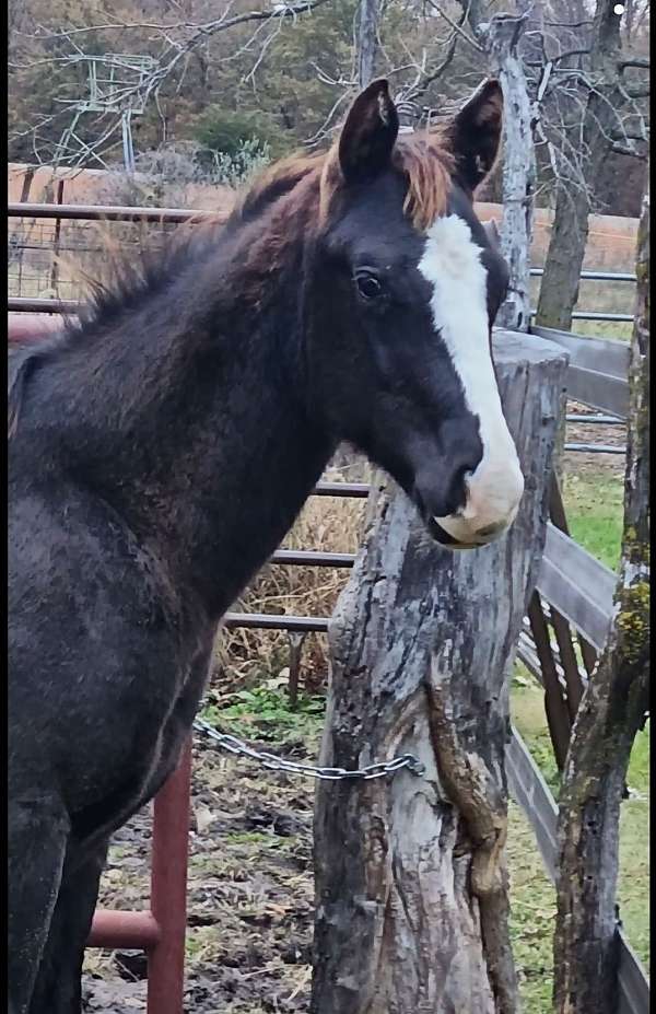 black-2-front-white-socks-horse