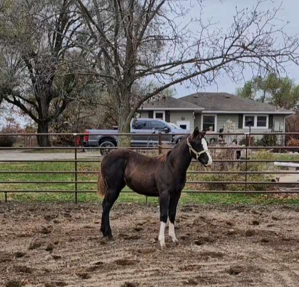 2-front-white-socks-horse